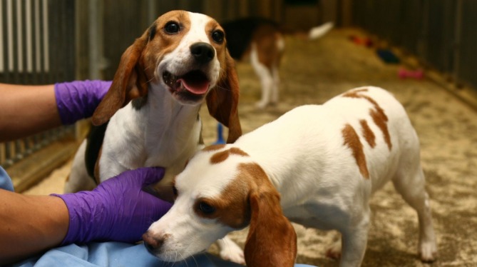 Trial of Vaccines on Stray Dogs
